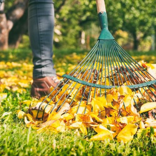 yard-leaves-clean-up